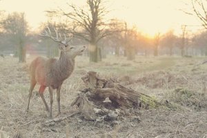 Image of Stay Clean Housekeeping