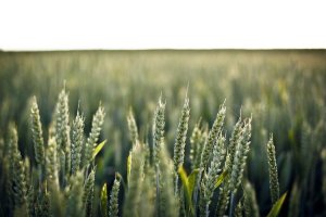 Image of Billion Certified Electrician