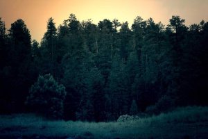 Image of New Light Electric