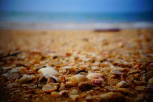 Image of Langenwalter Carpet Dyeing