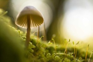 Image of Langenwalter Carpet Dyeing