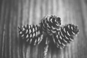 Image of L & C Rug & Upholstery Cleaning