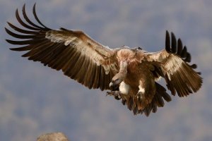 Image of Willy's Pool Services & Repairs