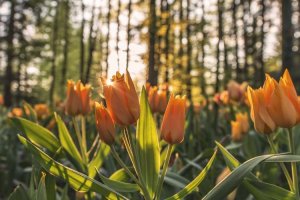 Image of New Day Carpet Cleaners