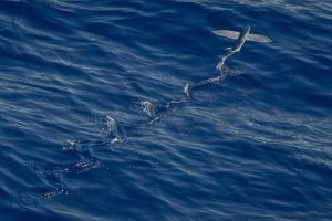 Image of Texas Professional Painting