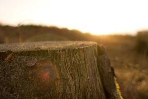 Image of That 1 Painter Austin