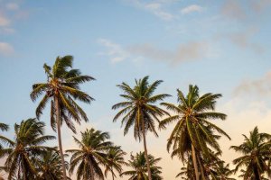 Image of Spring Texas Painters