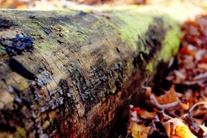 Image of Spring Texas Painters