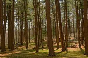 Image of White Magnolia Landscaping 