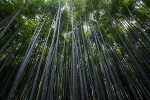 Image of Original Florida Painting Company