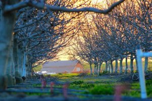 Image of Go green Lawn Care