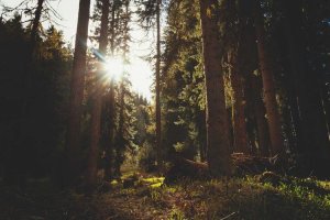 Image of Trust pressure washing LLC