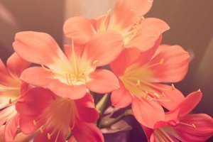 Image of Pacific Shine Surface Cleaners