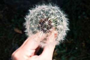 Image of Swell Roofing Inc