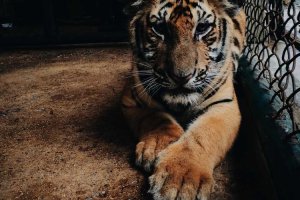 Image of RM LANDSCAPE DESIGN