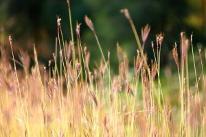 Image of A-1 Roofing