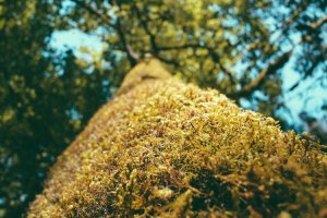 Image of Freedom Roofing Company