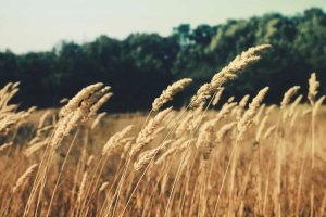 Image of Romero's Gardening Service