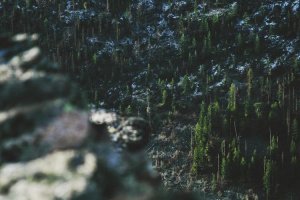 Image of Rosewood Landscape, Inc.