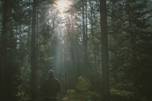 Image of South Bay Landscape and Gardens Landscaping Co