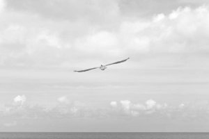 Image of Finley's Tree and Landcare