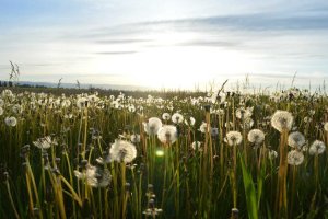 Image of LA Pool Guys