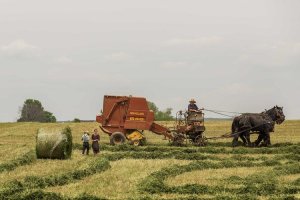 Image of JLC Gardening and Maintenance