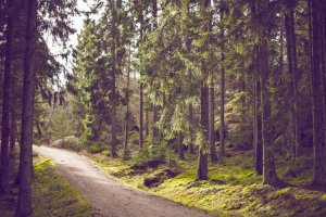 Image of Throckmorton's Gardening