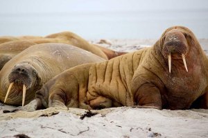 Image of Perez Landscaping