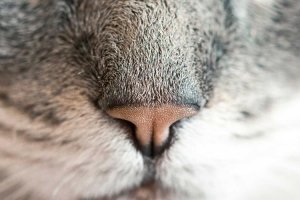 Image of Perez Landscaping