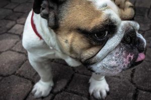 Image of Eddie s Landscaping and Irrigation