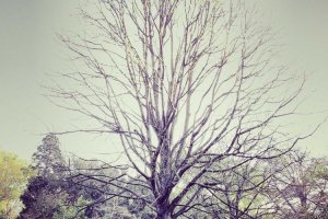 Image of Precision Landscape Maintanence