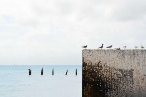 Image of Mountain View Fence LLC